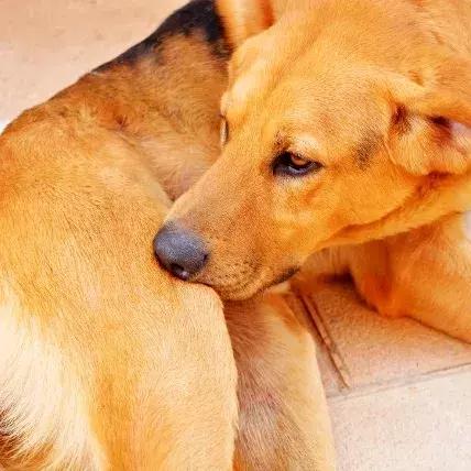 狗狗两腿内侧突然起红疹,狗狗身上起红疹用什么药