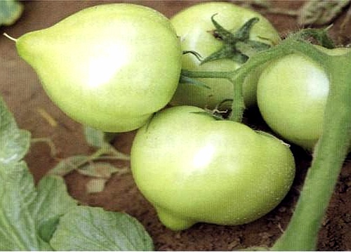 激素农药药害,激素型除草剂的危害