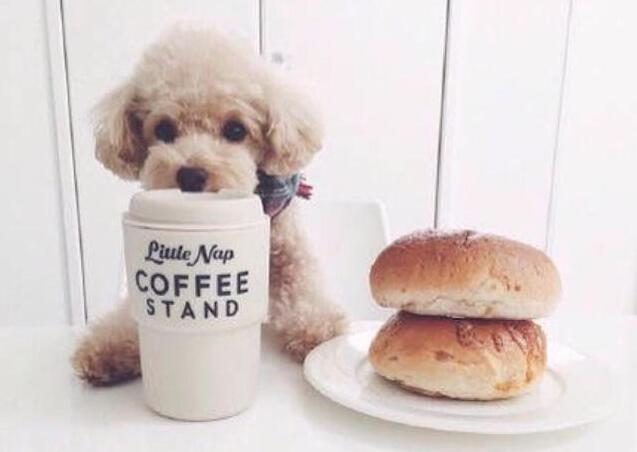 泰迪犬基本训练方法,泰迪犬训练教程