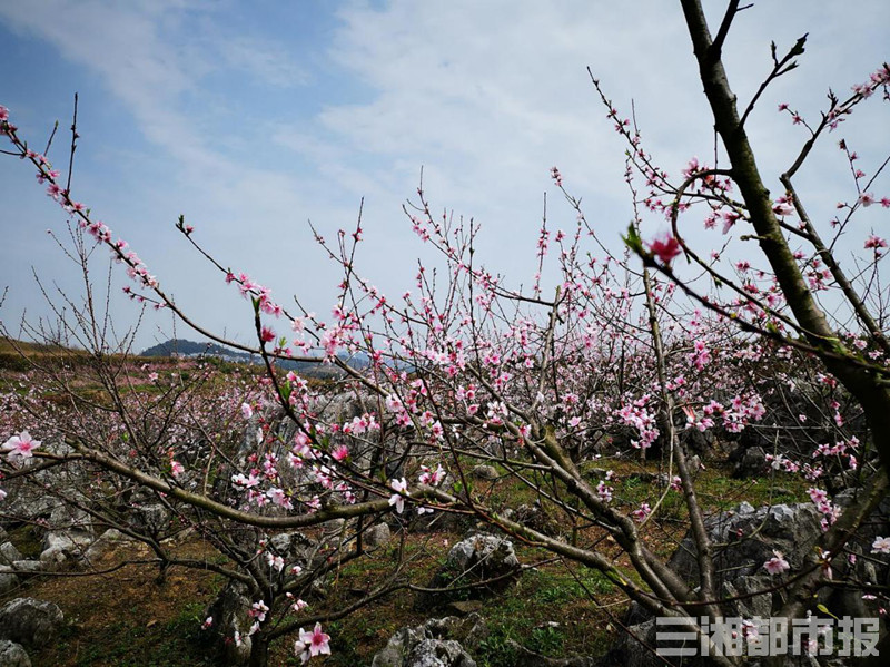 【网约湘游】南芙山庄——人间四月芳菲尽，南国芙蓉始盛开