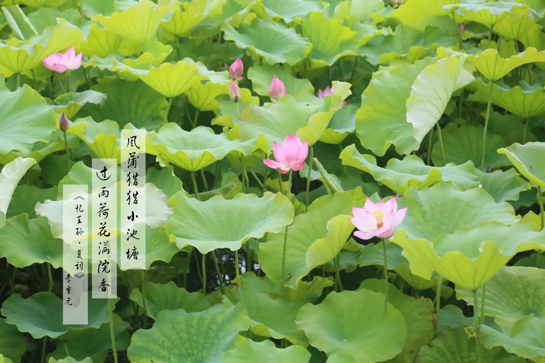 赏荷100首荷花短诗,一起赏荷花的诗词歌赋