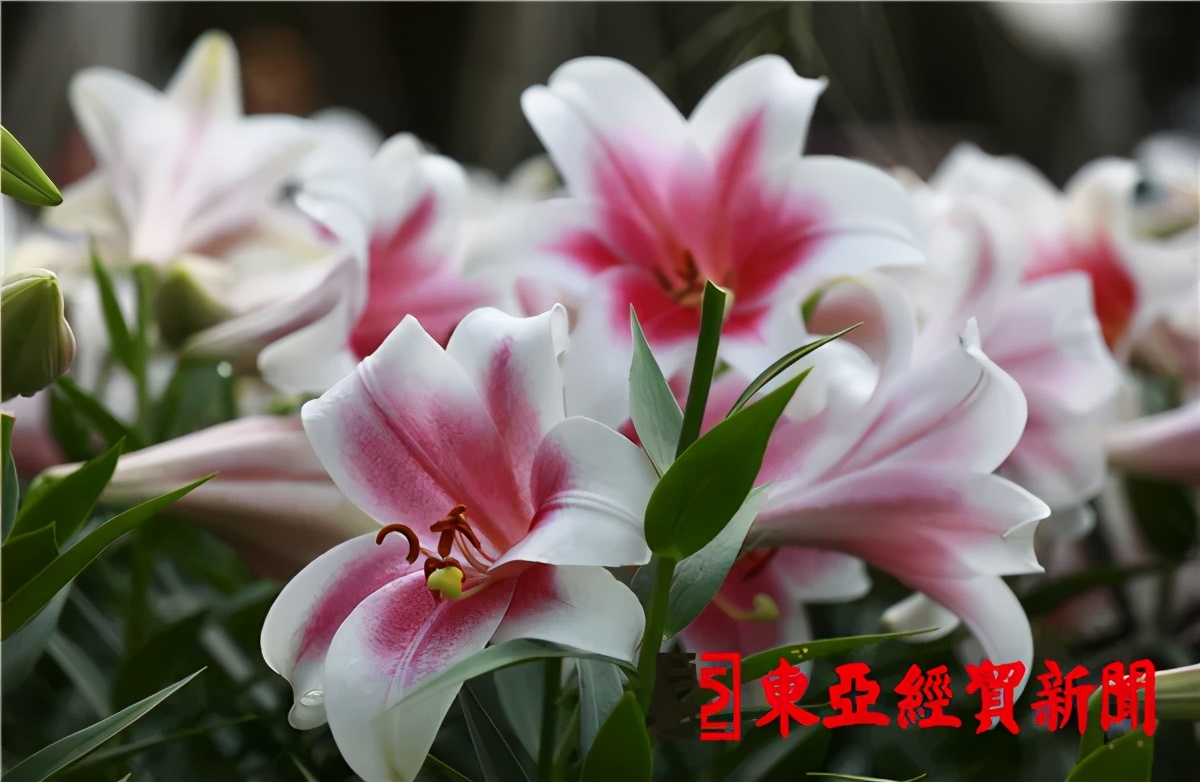 长春公园芍药花陆续绽放,长春公园百合图片大全