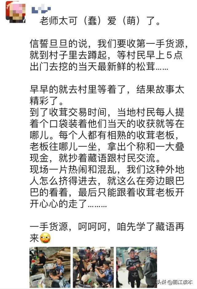 疯狂的松茸,疯狂的野生菌