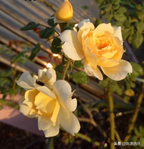 中国月季红色浓香,13种中国红月季让你美个爆