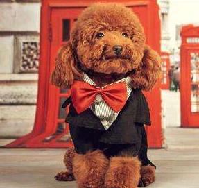 手把手教宠物美容泰迪头部,泰迪狗美容新手教程