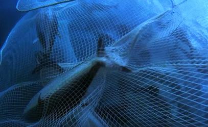 富二代晒骨皮包的残忍真相,富二代晒人骨皮包的残忍真相