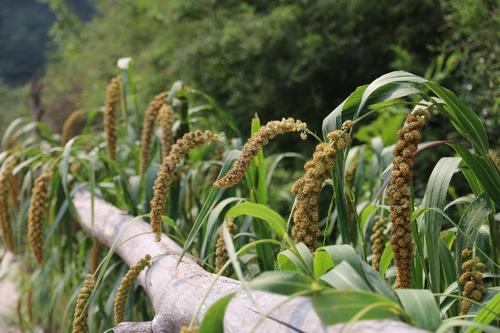 如何辨别小米黑解机,教你怎样辨别真假小米