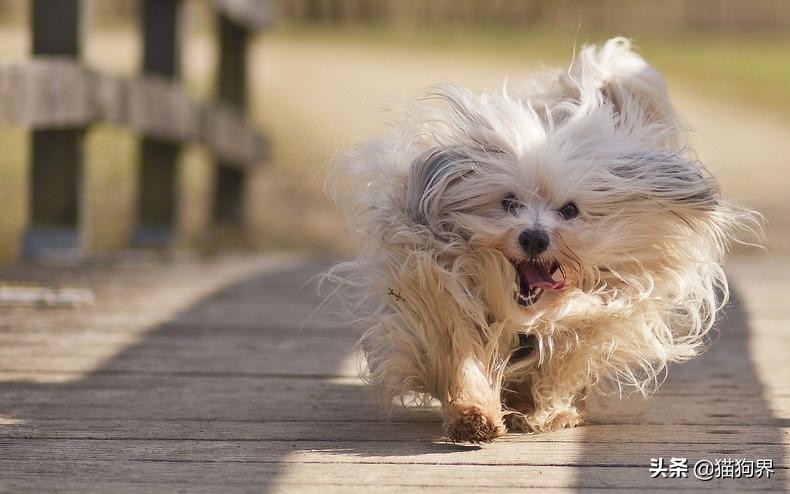 长毛狗狗需要注意什么,长毛狗营养跟上了不掉毛