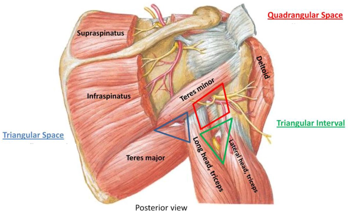 肩贞穴疼痛反应什么问题,肩膀酸困是内脏问题