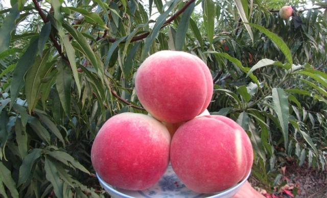 福建桃子品种大全,北方优良品种桃子介绍