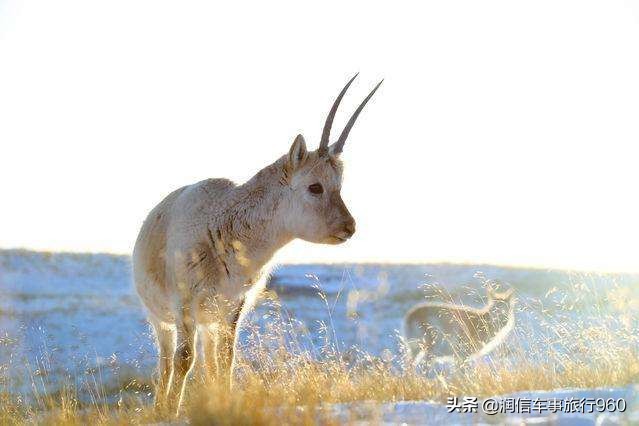 杩欓噷鏄タ钘忔瓕鏇蹭腑鏂囩増,瑗胯棌缇庢櫙涔嬫牸妗戣姳