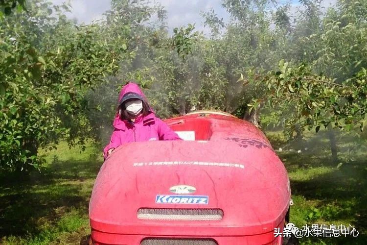 为什么日本苹果质量比中国的好,日本青森苹果种植