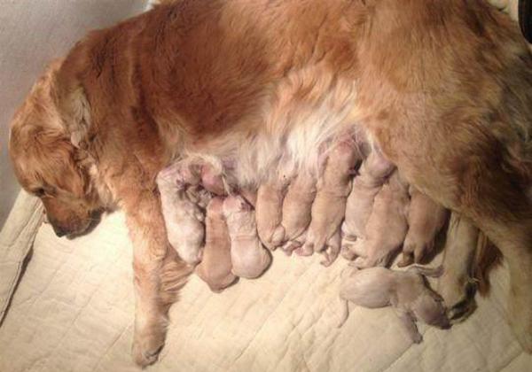 母狗产前饲养管理,母狗生育前的护理