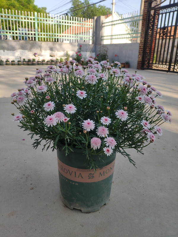 玛格丽特花到了夏季应该怎么养护,适合家养的花卉盆栽玛格丽特