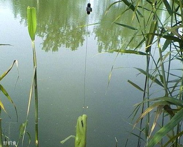 4月份鱼塘钓草鱼怎么钓最快,鱼塘里的草鱼总是钓不到是啥原因