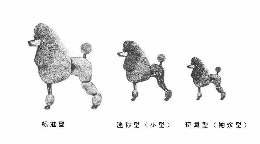 泰迪和贵宾的来历,贵宾与泰迪是一个品种吗