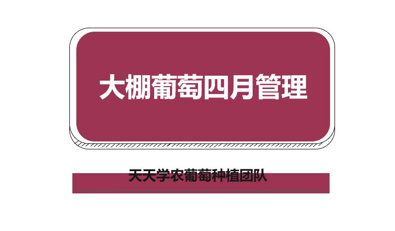 葡萄果小不饱满？春季这样抹芽定梢、绑蔓掐须、施肥水！产量不愁