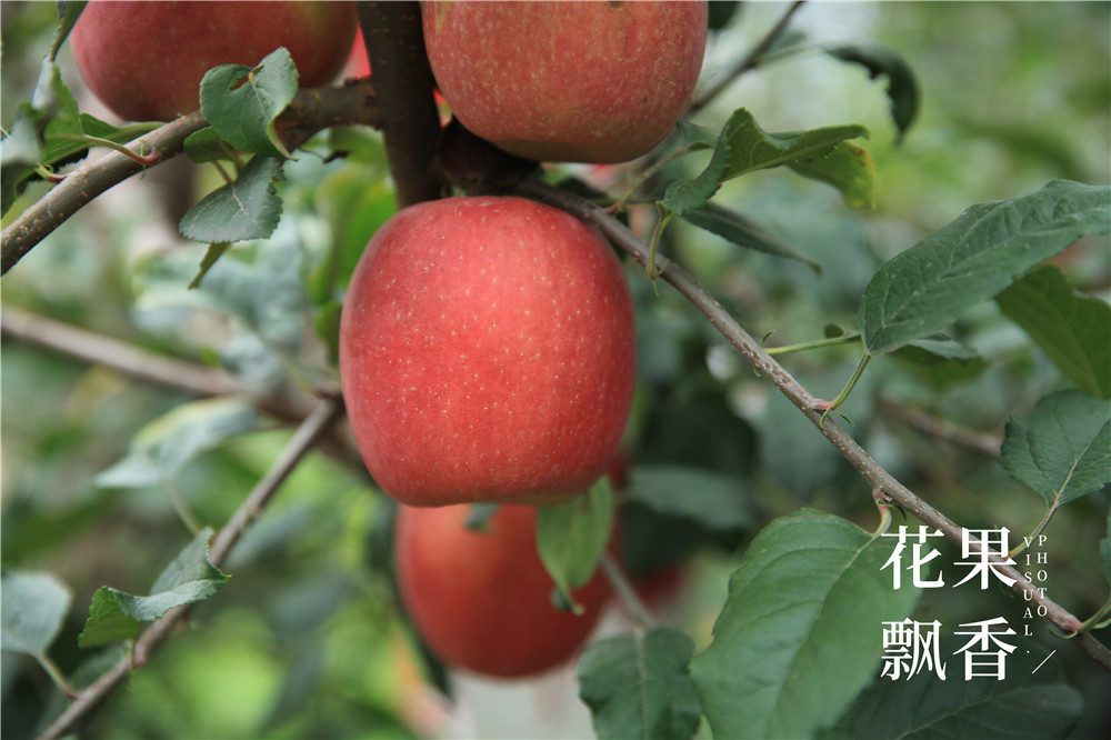 四大优势是哪些,四大优点是什么