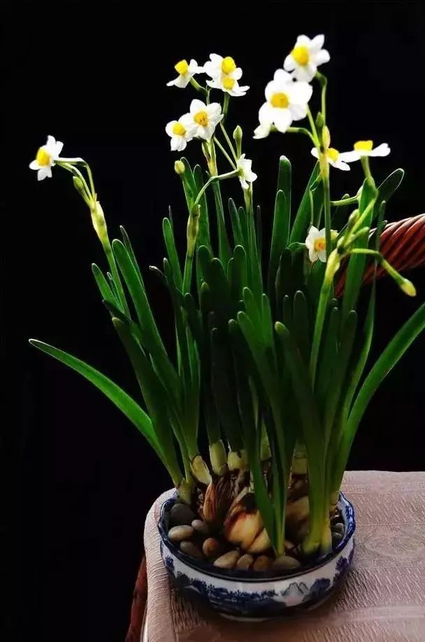 山花野鸟|园林花语