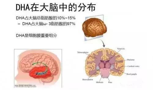 大金旦dha,dha的十大误区