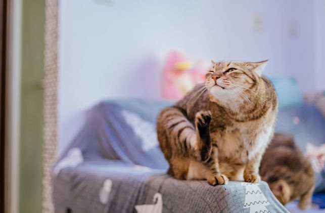 Dotaer爱台妹，台妹爱人心