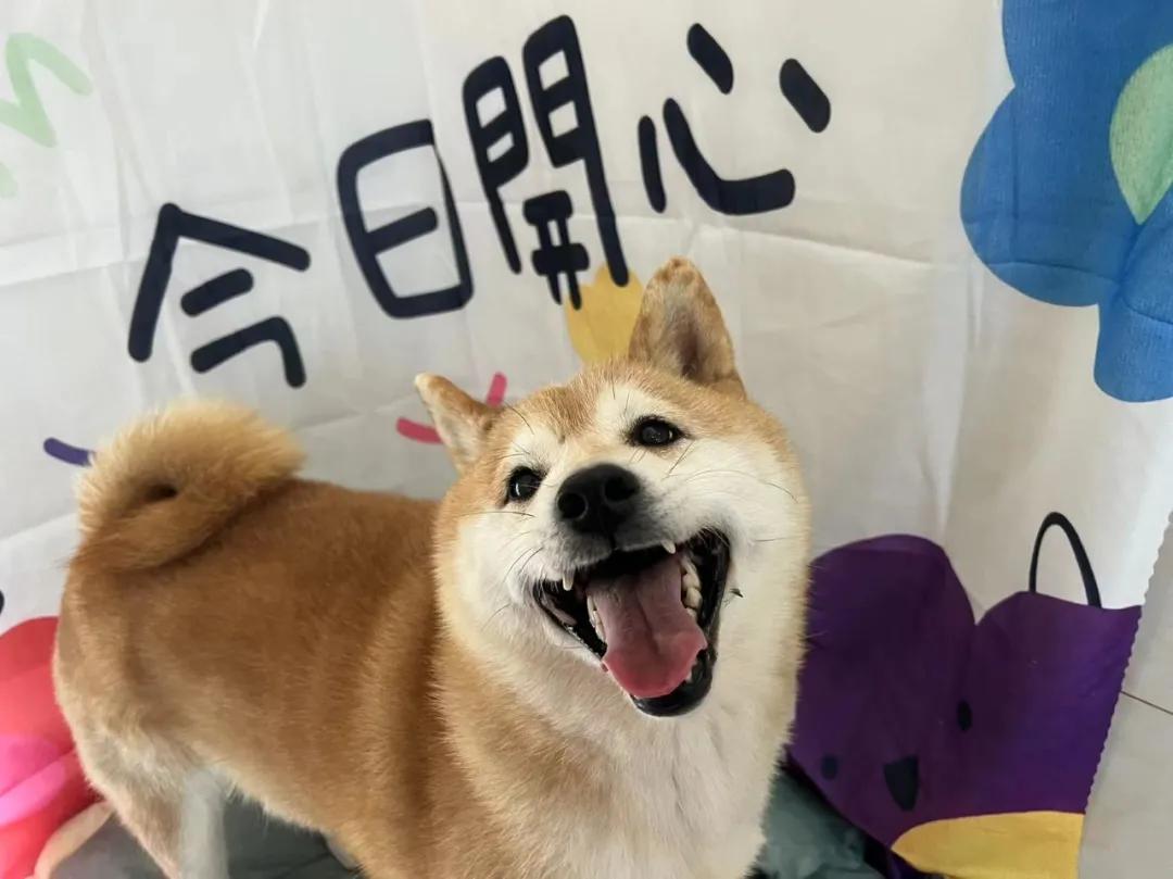 网红柴犬登登被拍卖的方式曝光,柴犬登登被拍卖了吗