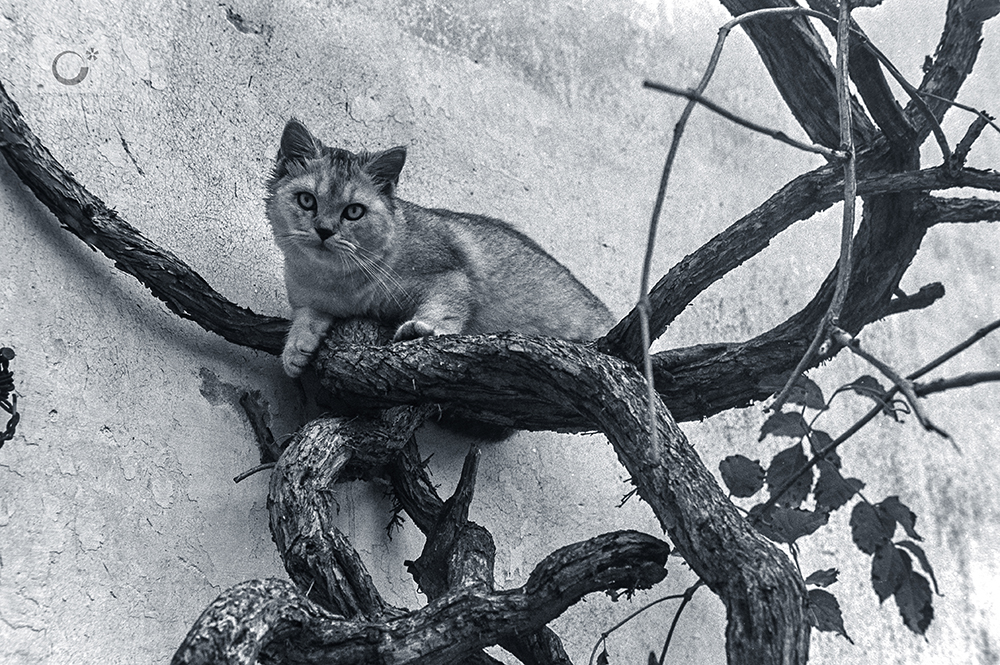 常熟：体验慢生活从一碗面开始你的假期