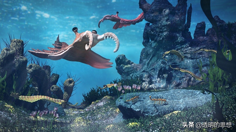 瀵掓绾敓鍛藉ぇ杩涘寲,瀵掓绾敓鍛借繘鍖栫殑杩囩▼