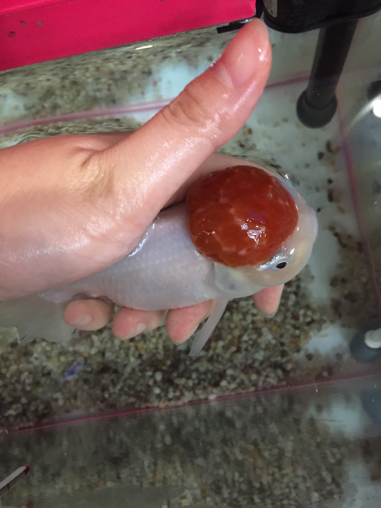 庆大霉素能治观赏鱼痘疮吗,观赏鱼痘疮病是什么症状