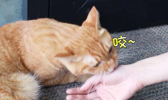 刚到家的猫咪挠门,刚到家的小猫挠我用打疫苗吗