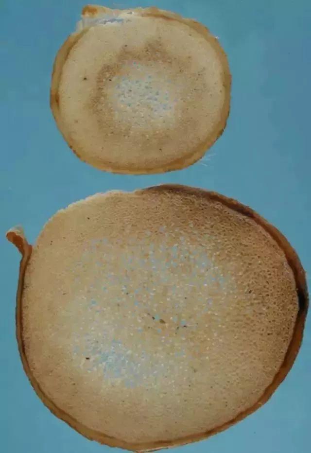 每天一味中药视频,一味鹿茸