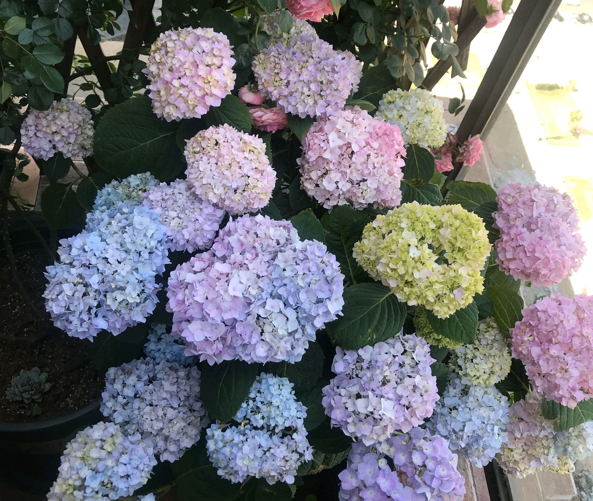 绣球苗叶子打蔫不缺水,盆栽绣球不缺水打蔫怎么处理