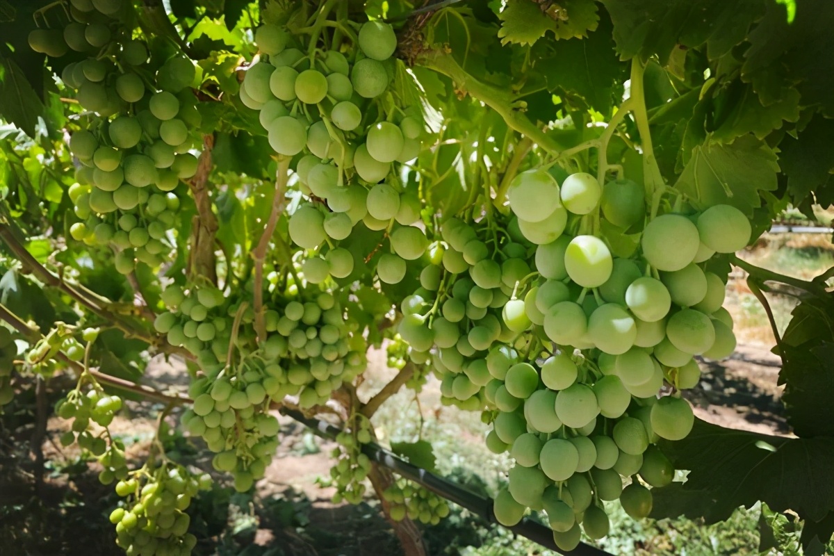 澳大利亚进口葡萄酒清关设置障碍,澳葡萄酒输华关税或启动快速审查