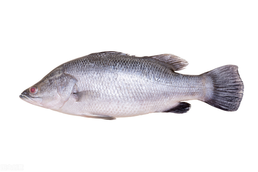 鲈鱼怎么钓视频教学,鲈鱼怎么钓起来