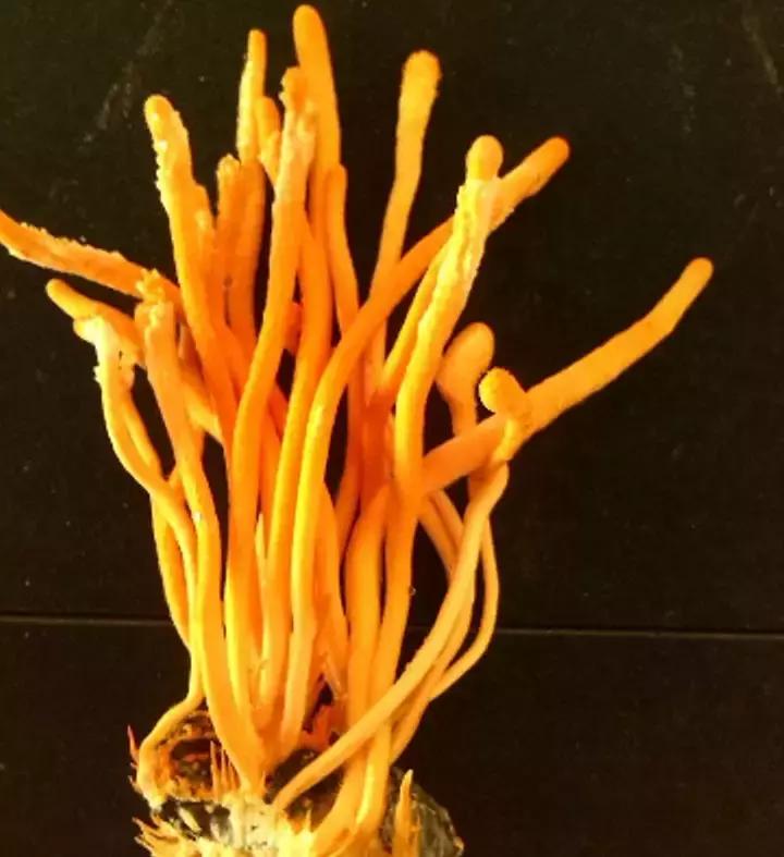 江城特产大全图片,来吉林市玩买点什么带回去