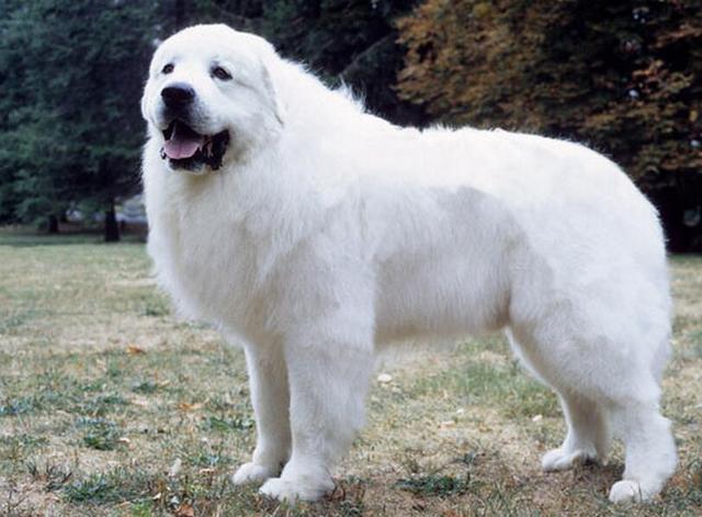 狗狗大白熊犬分多少类,狗狗品种大全比熊