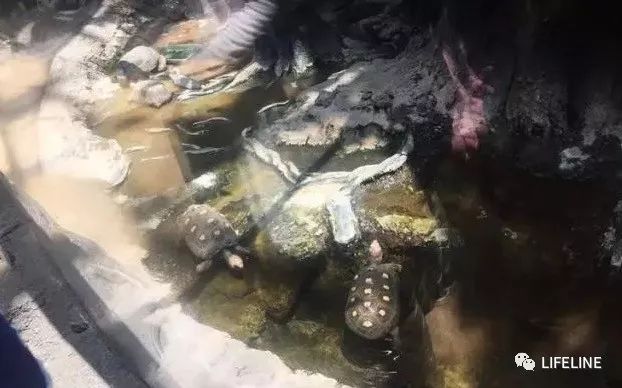 红腿陆龟怎么养活,新手养红腿陆龟准备什么