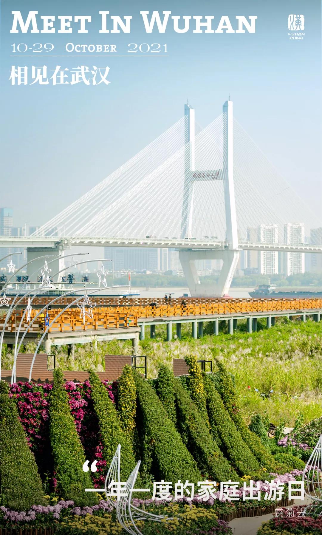 菊花烂漫,赏菊花汉口江滩打卡