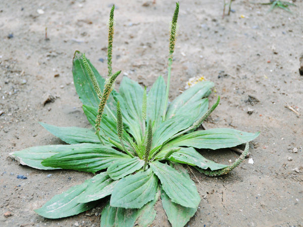 哪种野菜不适合孕妇吃,有中药成分的野菜孕妇可以吃吗