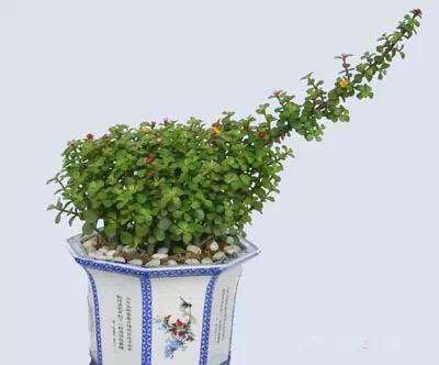 送给喜欢种花的人什么礼物,想养花却把花养死