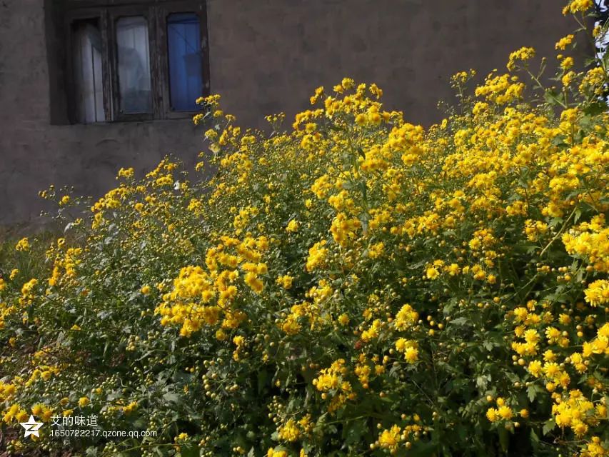 草木人间*我说的小*菊黄**,是好吃的菊花脑