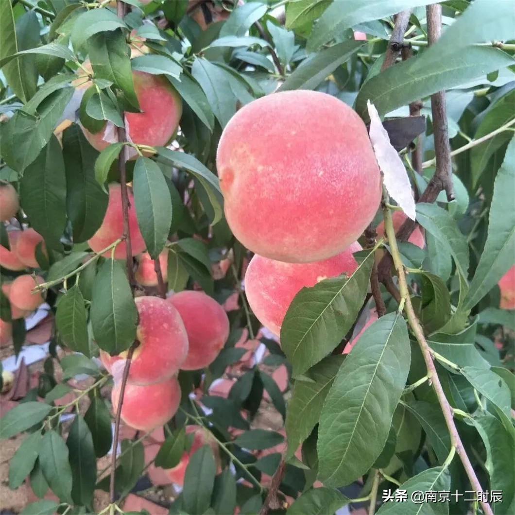 沂蒙山黄金水蜜桃,山东蒙阴金秋红蜜桃