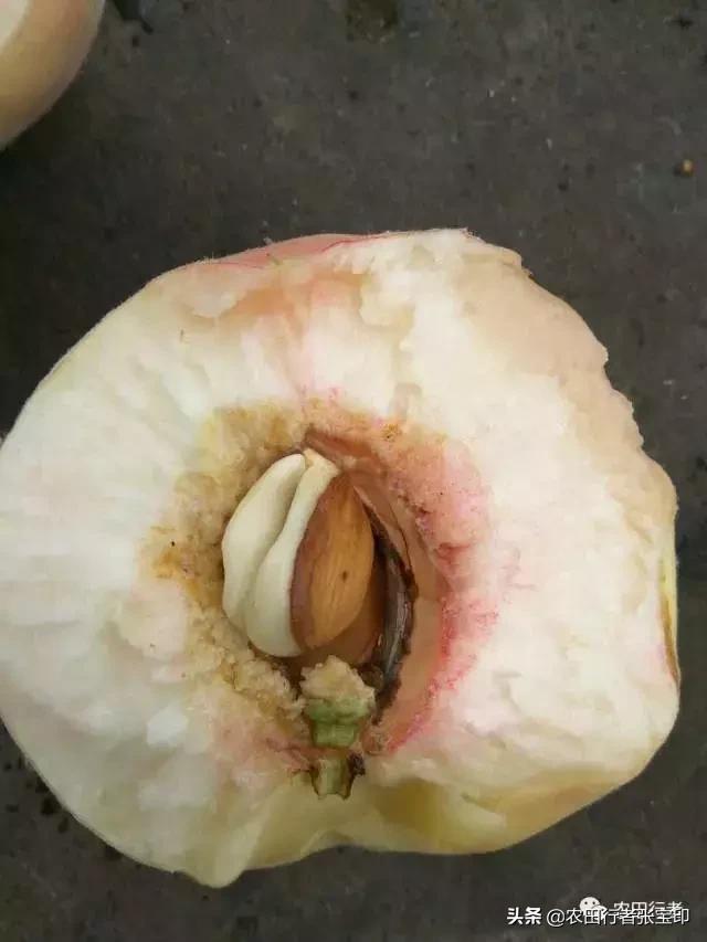 水蜜桃桃核开裂是什么原因,水蜜桃桃核开裂为哪般
