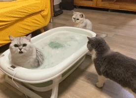 猫在床上尿臭味怎么消除,猫咪放了屁整个身子都臭