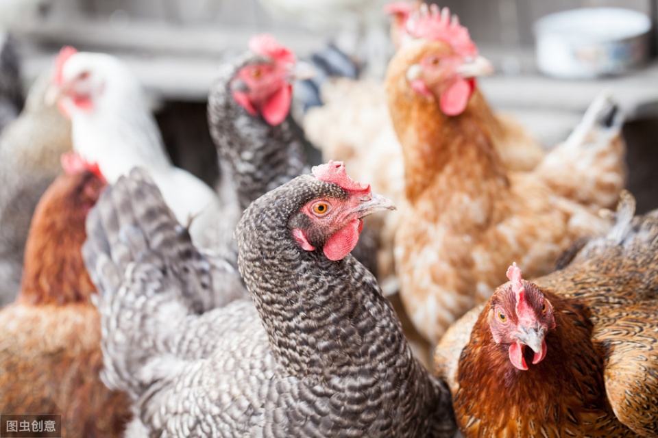 家禽咳嗽呼噜,家禽呼噜咳嗽