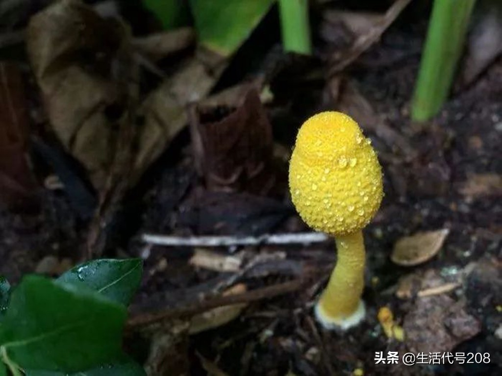 花盆里长蘑菇是好事还是坏事,花盆土里长蘑菇是好是坏