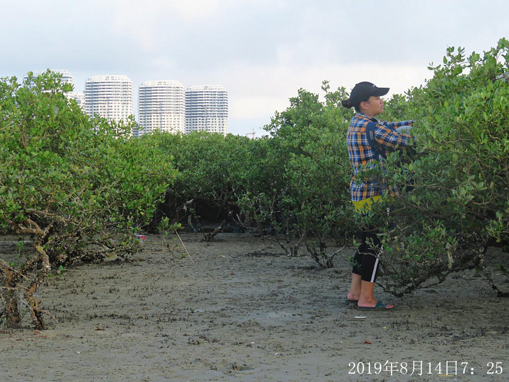 痛心！北海红树林不设防，任你踩任你挖