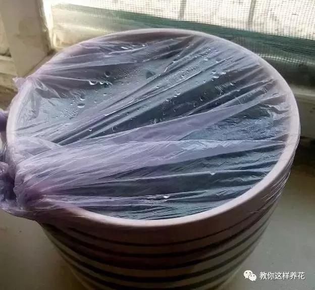 小金鱼吊兰怎么往下长,金鱼吊兰小金鱼