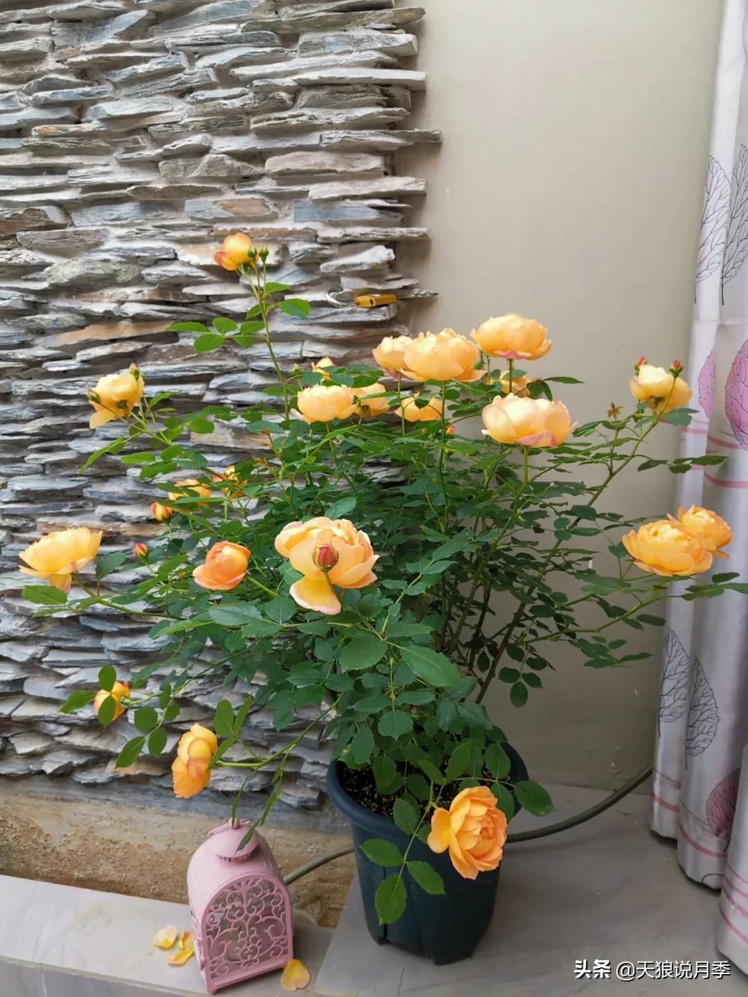 月季花是时候展现真正的技术了 (开春的第一波月季花就这么过去了)