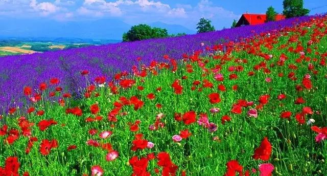 迎新年的春联吉祥话,读春联迎新年